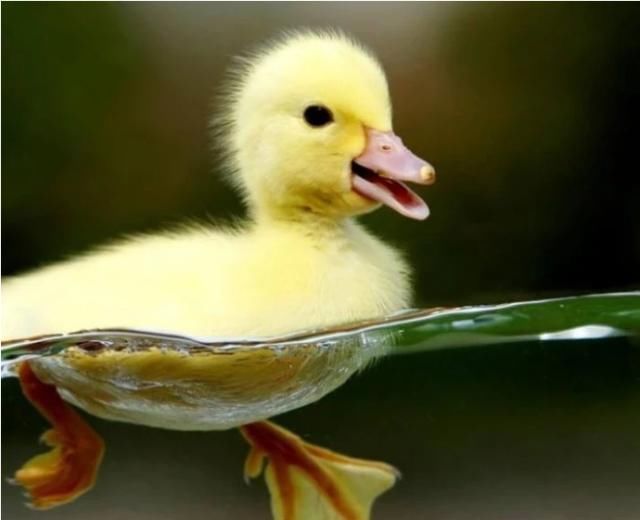 为什么鸭子突然就死了,鸭子为什么洗澡会死