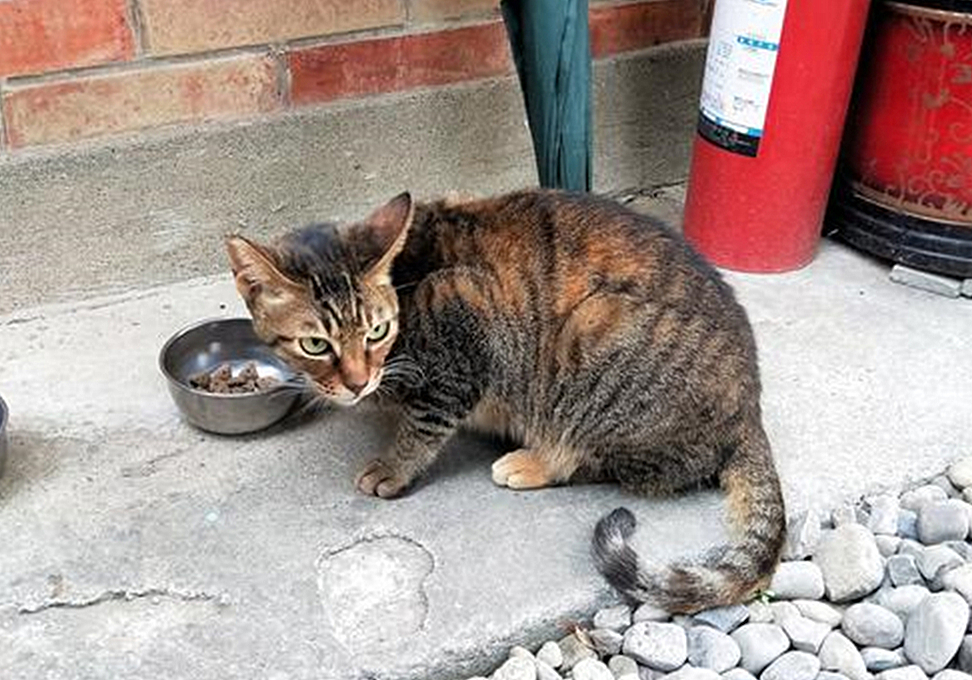 五个月猫咪有没有饱腹感,猫咪有饱腹感吗