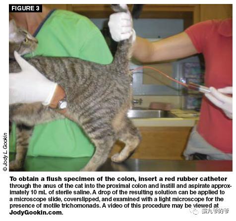 猫九爷:猫的顽固性腹泻(一)~滴虫