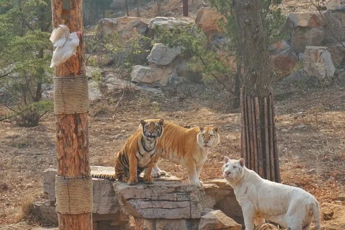 济南动物王国一日游详细攻略,济南一日游动物园