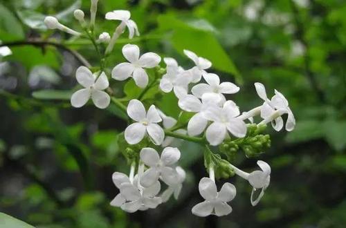 盘点世界各国国花你最喜欢哪种,盘点各国国花