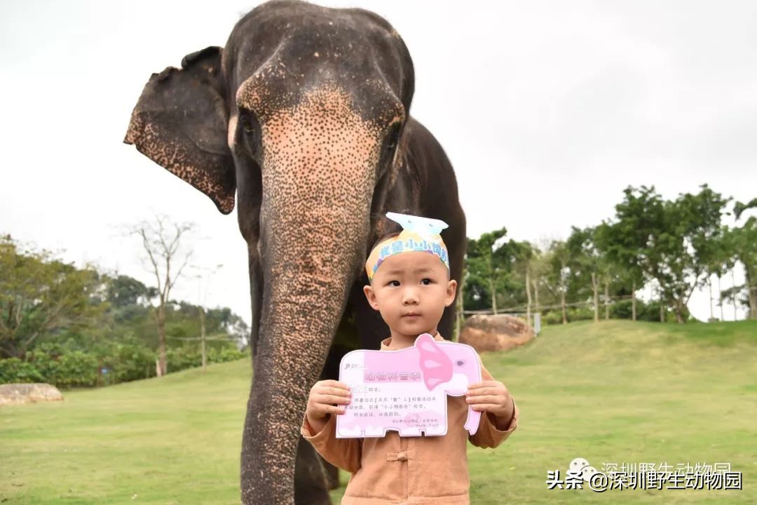 野象谷和大象互动视频,野象谷跟大象互动