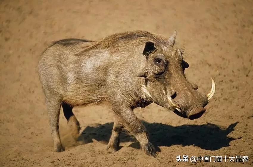 李时珍未解之谜,李时珍历史记载