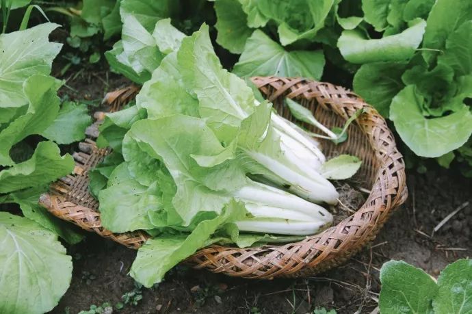 10年前，那个花83元穷游*藏西**的姑娘，后来怎么样了？