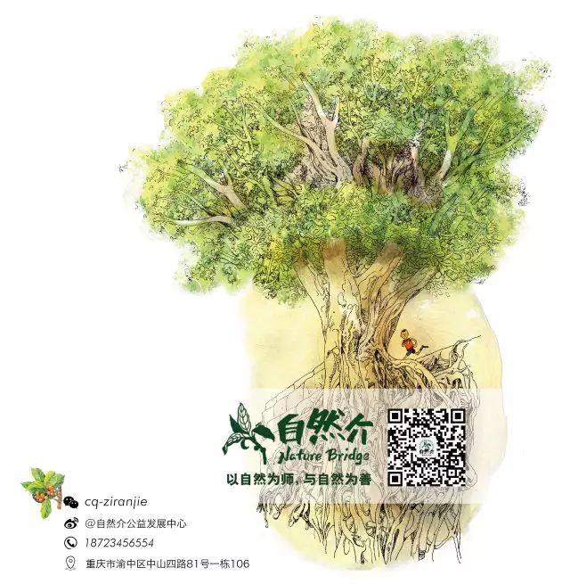 重庆的行道树有哪些,重庆高山老树