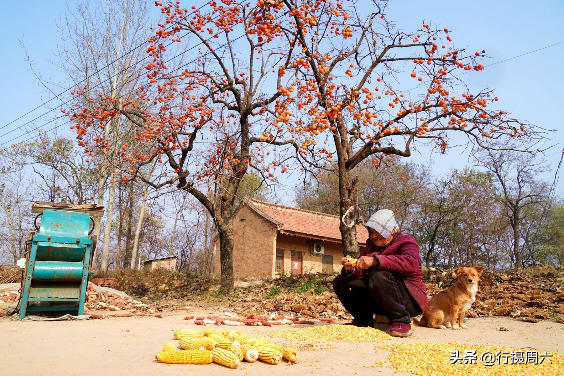 河南农村美女“醋西施”做水果醋，卖醋不出村，年赚20多万元
