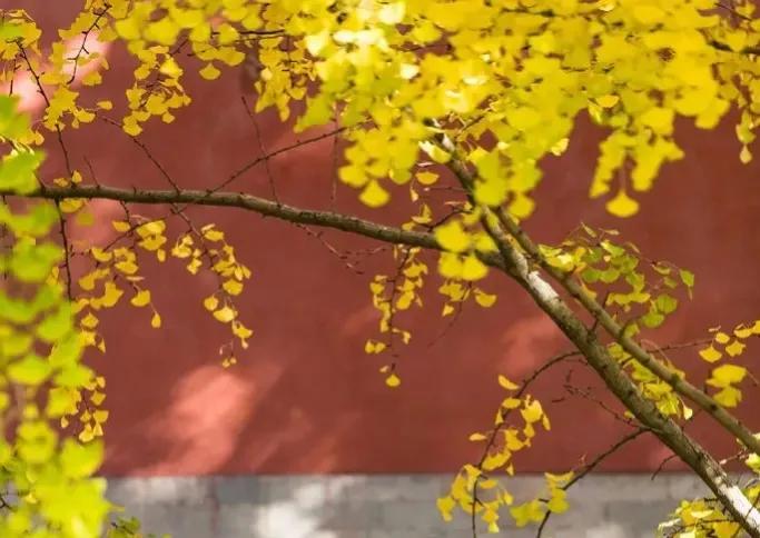 天气预报初冬暖意,明年天气预报大雪时间表