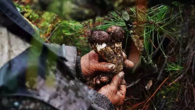 他在大理租下23个足球场大的地方，种菜、养牛、建农场日子过成诗