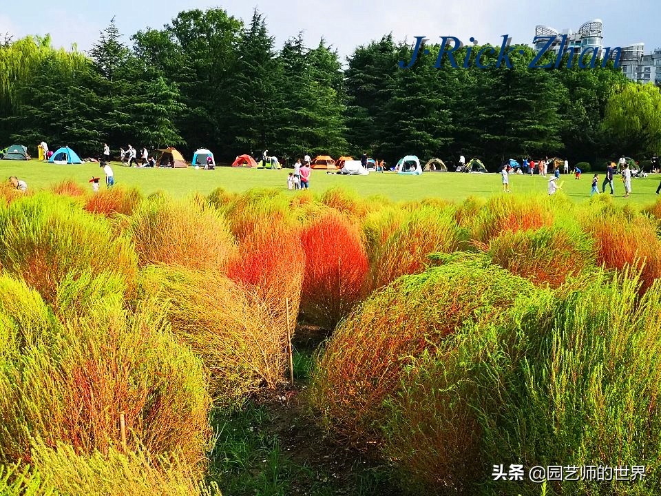 红色地肤草的种植方法,红地肤怎么养