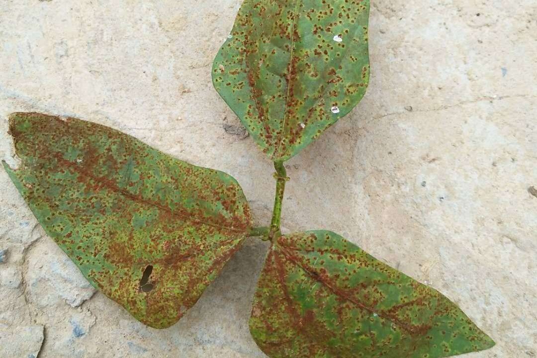 豇豆角早衰原因,豇豆生长期黄叶死叶是什么病