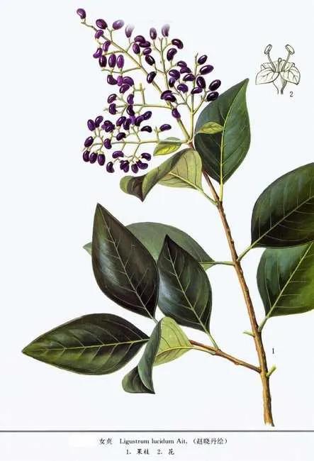 中医治疗更年期综合征的研究,更年期综合征中医能治愈吗