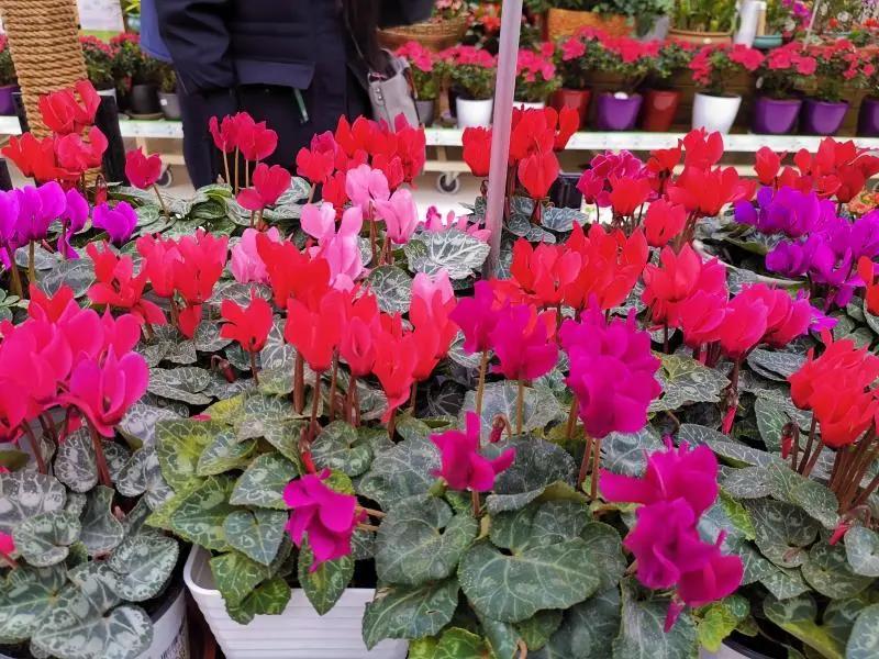 做家庭园艺能赚钱吗,园艺市场未来发展趋势