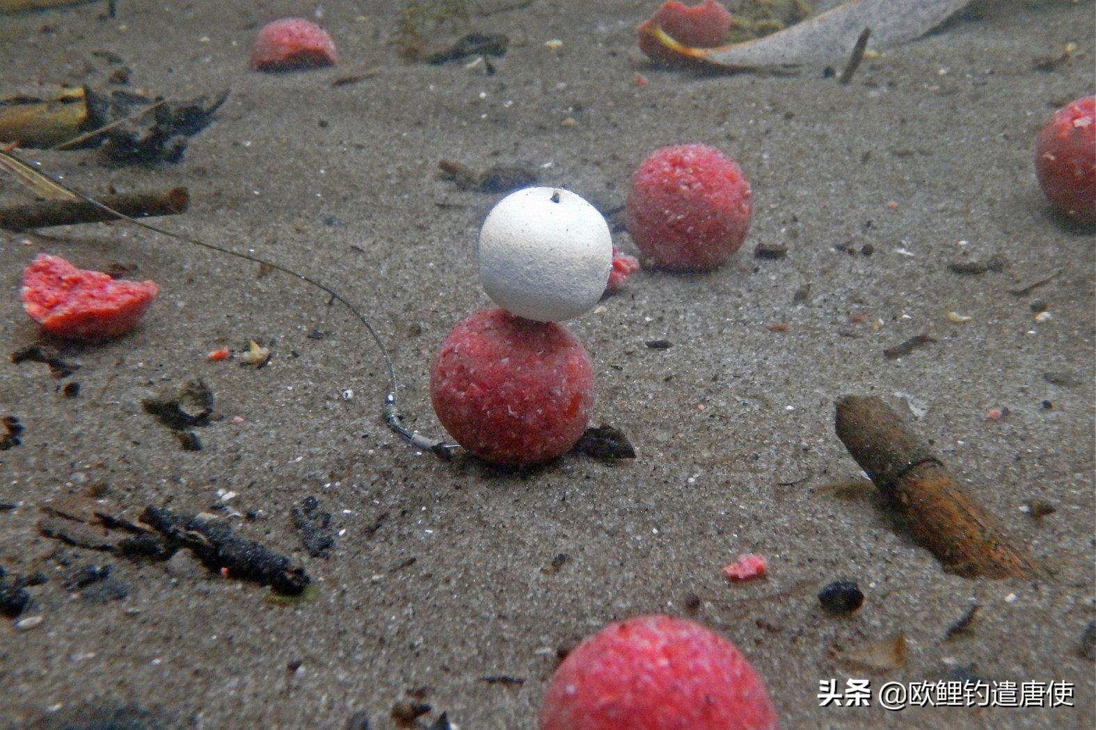 话说欧鲤钓之科学篇,欧鲤钓知识讲解