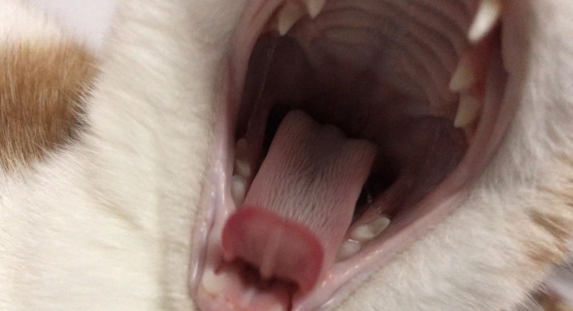 你的猫是否也有一个糟糕的口腔环境？谈谈猫口腔疾病那些事儿