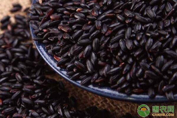 五谷米是哪五种米,五谷米的营养价值及功效