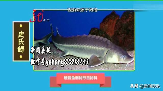 我省水质好不好这条鱼给出答案