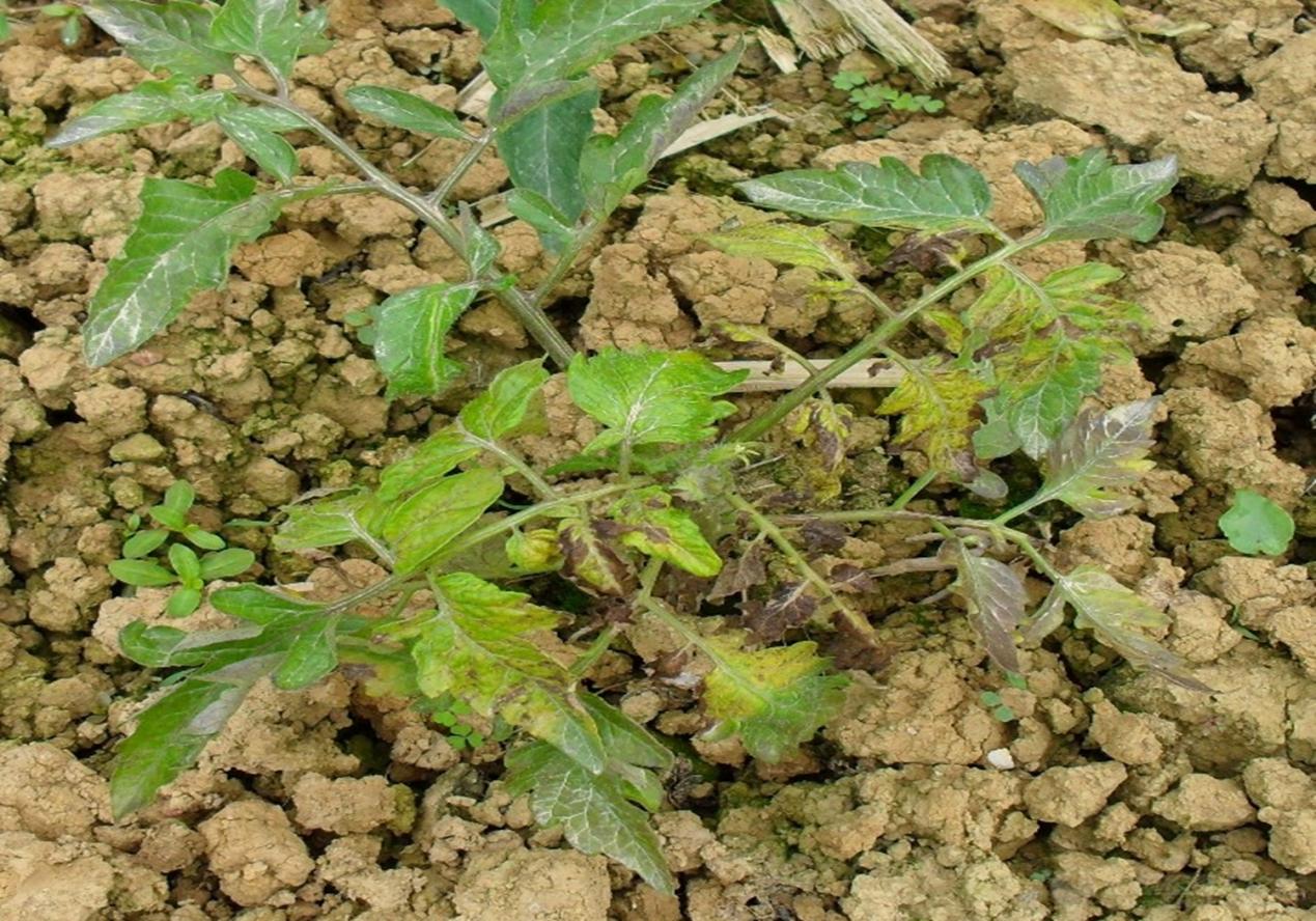 如何进行作物缺素症状的田间识别,缺素病害详解大全