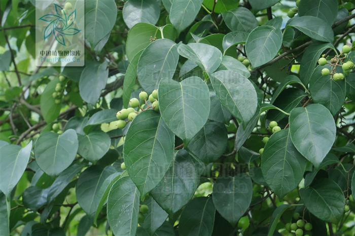 霜红藤治什么病,霜红藤介绍