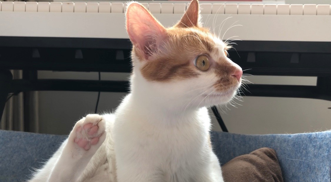 猫咪原发性膀胱炎需要用抗生素吗,关于猫特发性膀胱炎