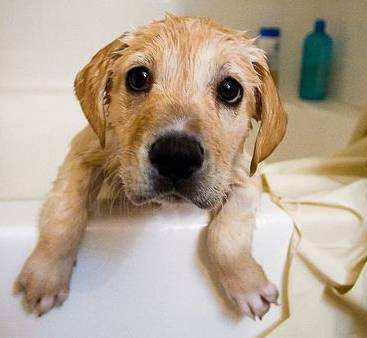 养狗10年后的后悔,养狗是不是每天都要给狗狗洗澡