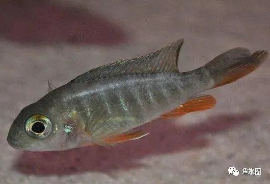 三湖慈鲷马鲷孔雀珍珠系能长多大,三湖慈鲷之孔雀