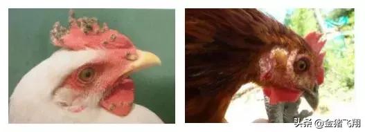 防治鸡痘最有效的药,鸡痘病的最佳治疗方法