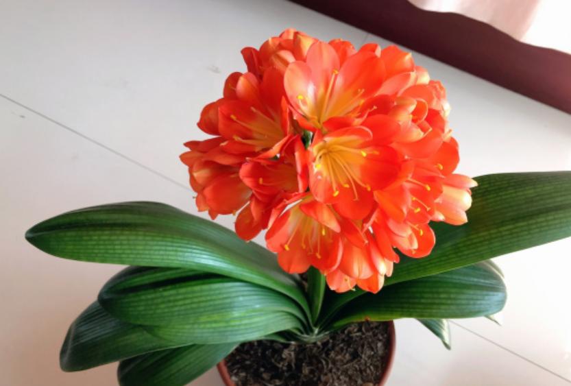 君子兰怎么养才不烂根长得好,君子兰正确养法你养对了吗