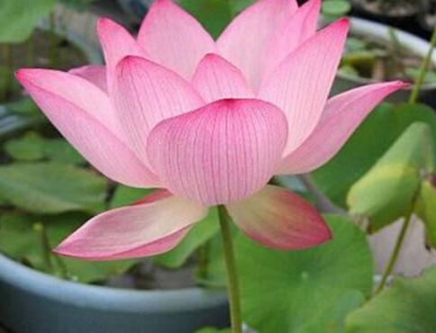 碗莲怎么养才能养得好,碗莲怎么养才能养好