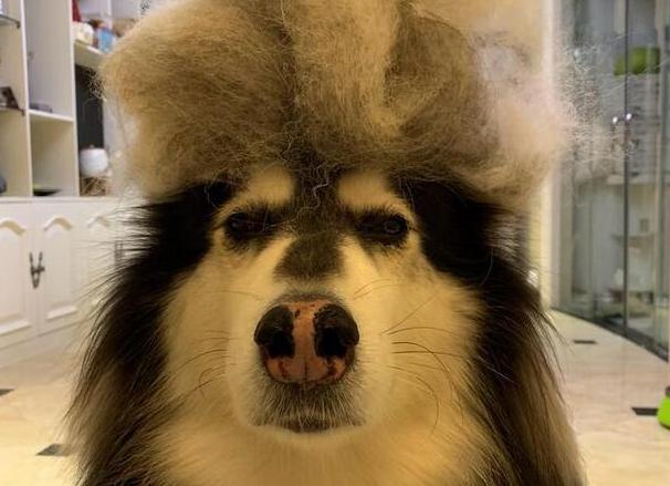 阿拉斯加犬掉粪坑怎么办,3个月的阿拉斯加会不会掉毛