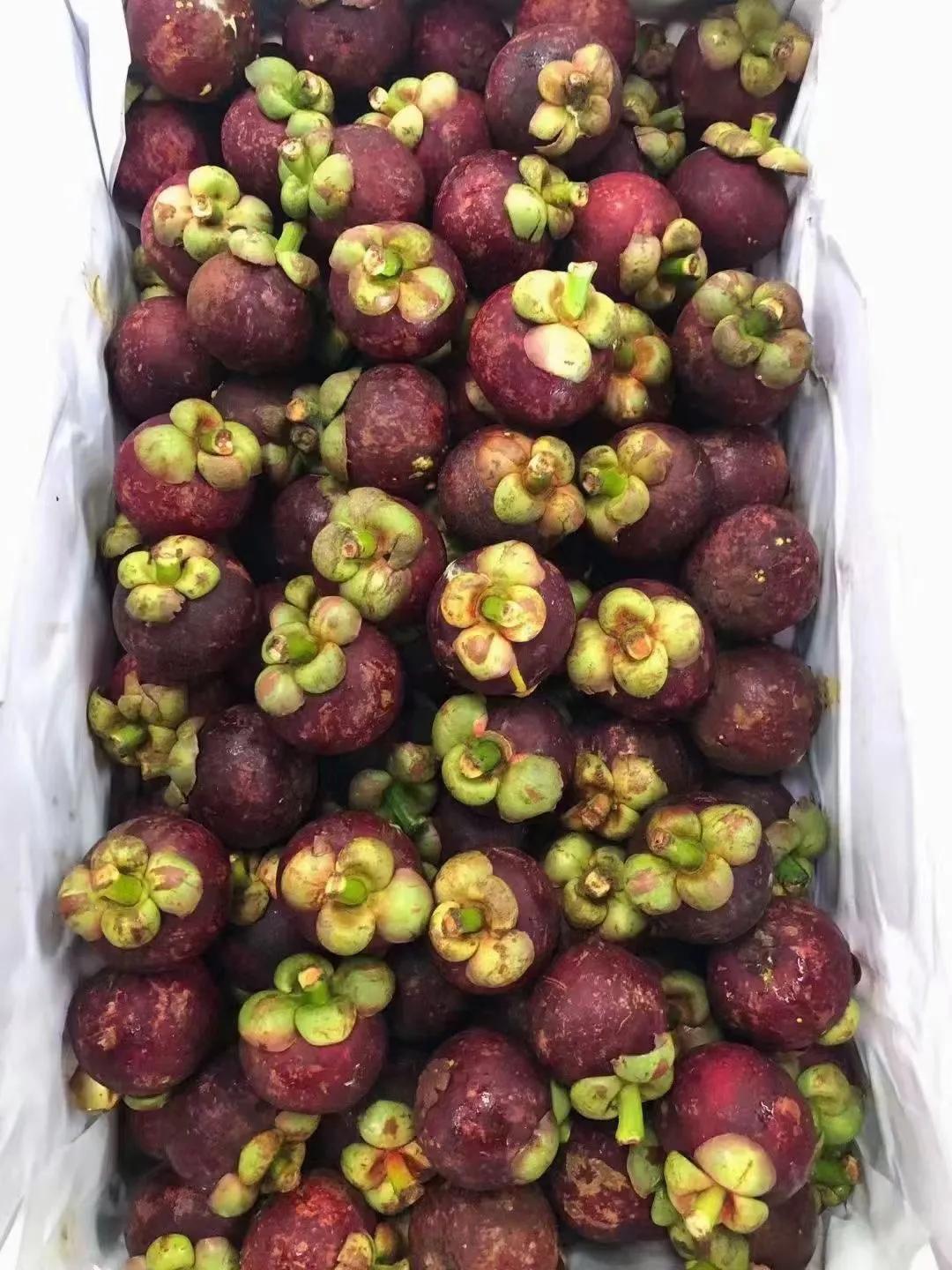 山竹水果几个产地的品种,热带水果山竹什么时候上市