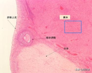避孕安全期前七后八是什么意思,避孕所谓的前七后八什么意思