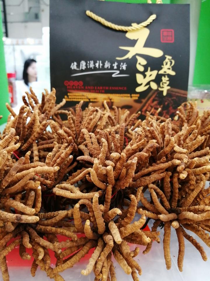 14万一斤的冬虫夏草,14万元一斤的冬虫夏草