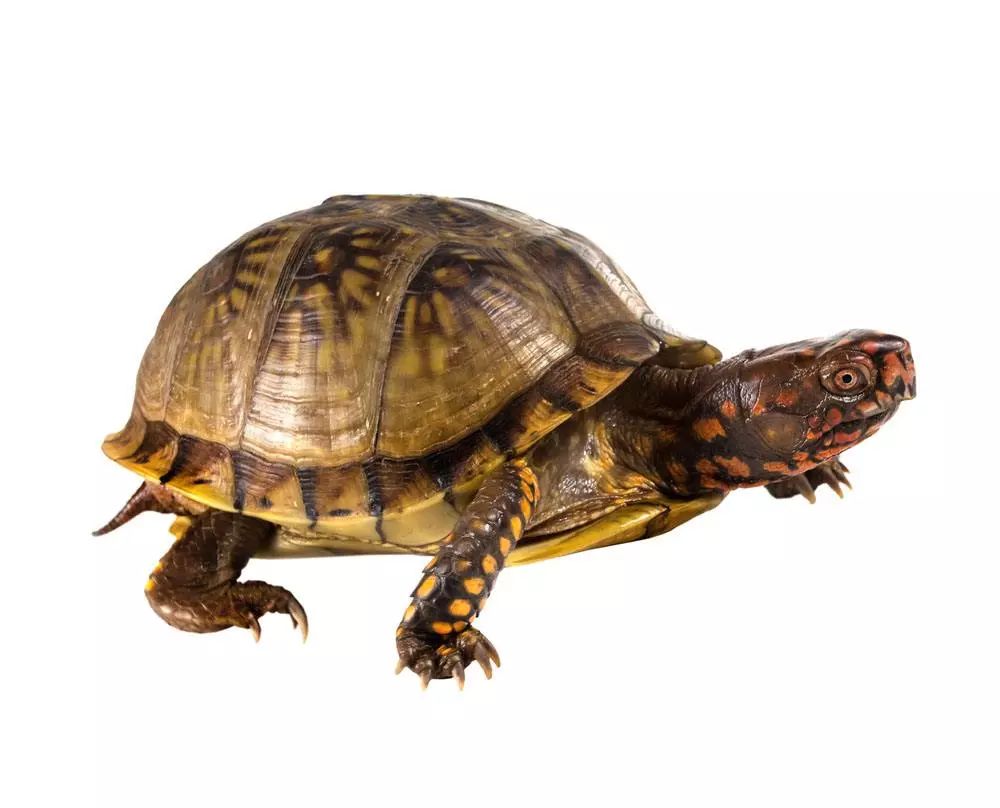 小乌龟注意啥才能健康成长,乌龟怎么养简单又不会让乌龟生病