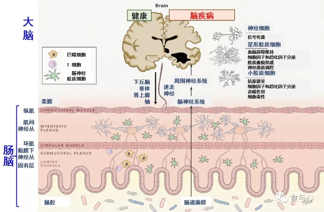 肠漏症的三大指标,肠漏症和脑漏症
