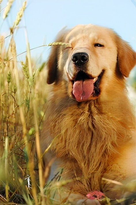 新手小白最适合养的蝴蝶兰,新手养宠物兔子推荐什么品种