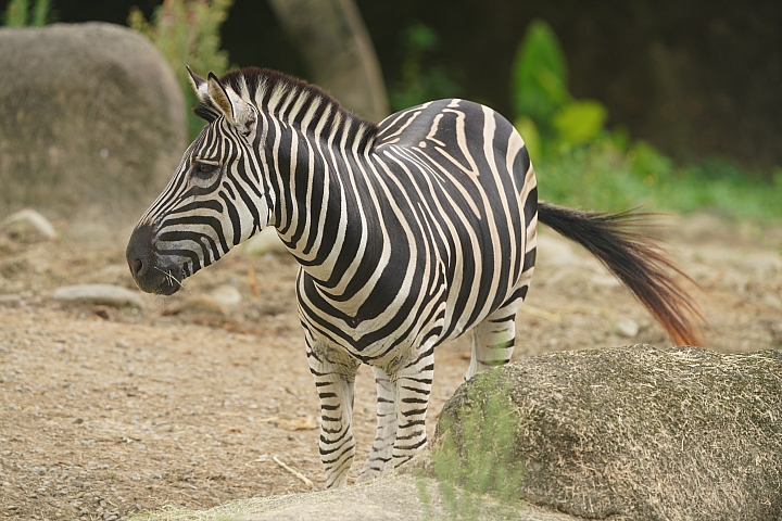 索尼fe50mmf2.5gm测评,索尼fe24f1.4gm大师镜头评测
