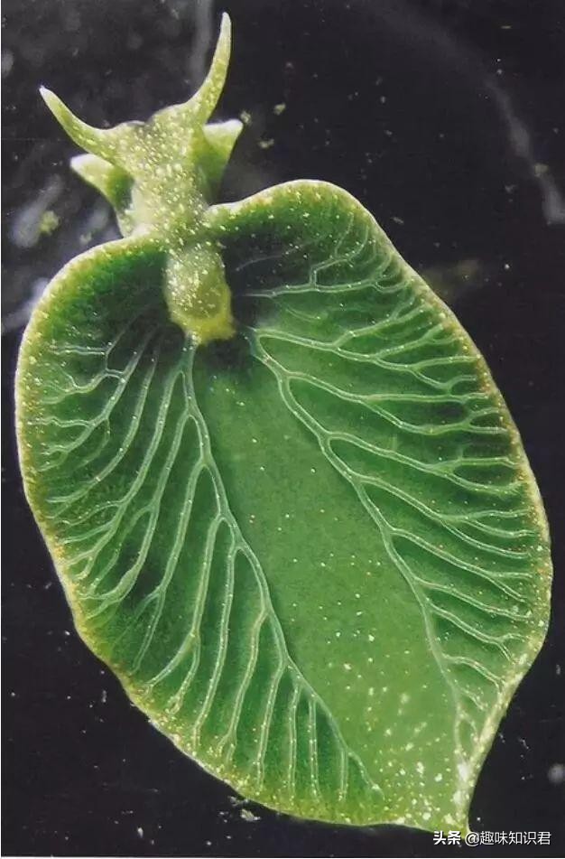 趣味冷知识科普知识大全,趣味冷知识科普素材