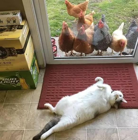 鸡眼睛流泪、肿大睁不开是什么病该怎么治疗？做好这些，轻松养鸡