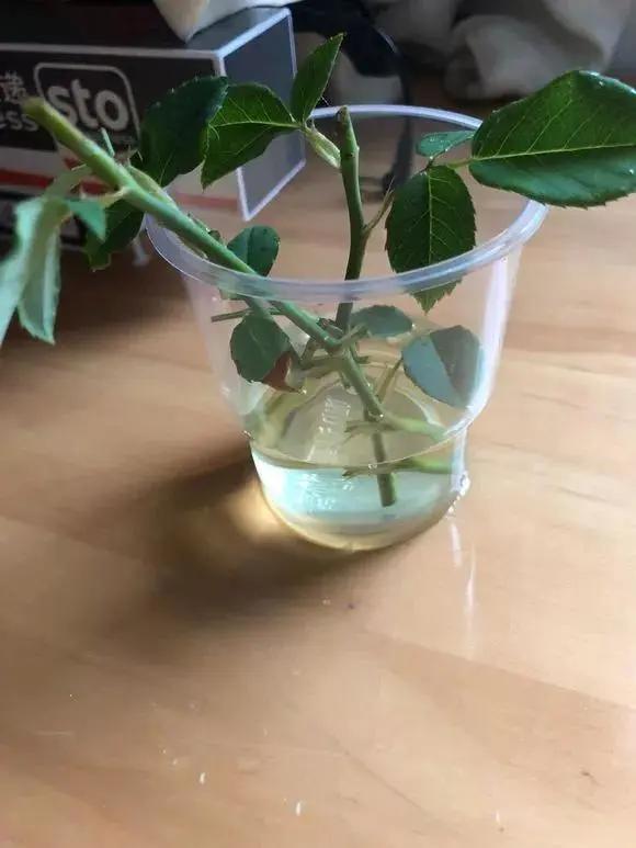 生根剂不用花钱买教你在家自己做,不用花钱在家可做万能生根剂