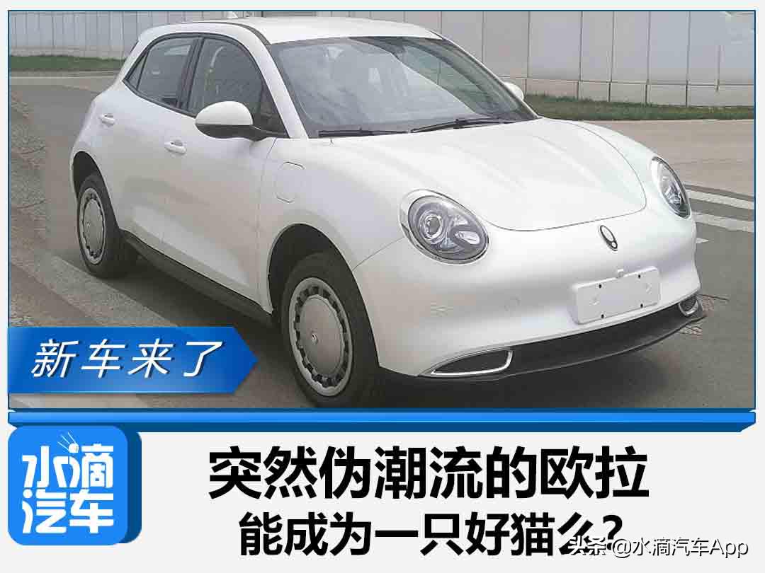 突然伪潮流的欧拉，能成为一只好猫么？