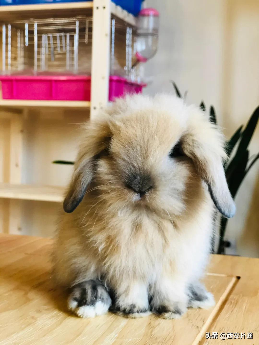 西安撸兔店,西安撸兔体验馆团购