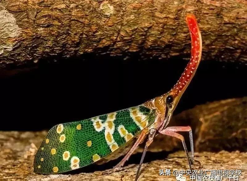 常见农业害虫的介绍图,农作物常见害虫种类及图片