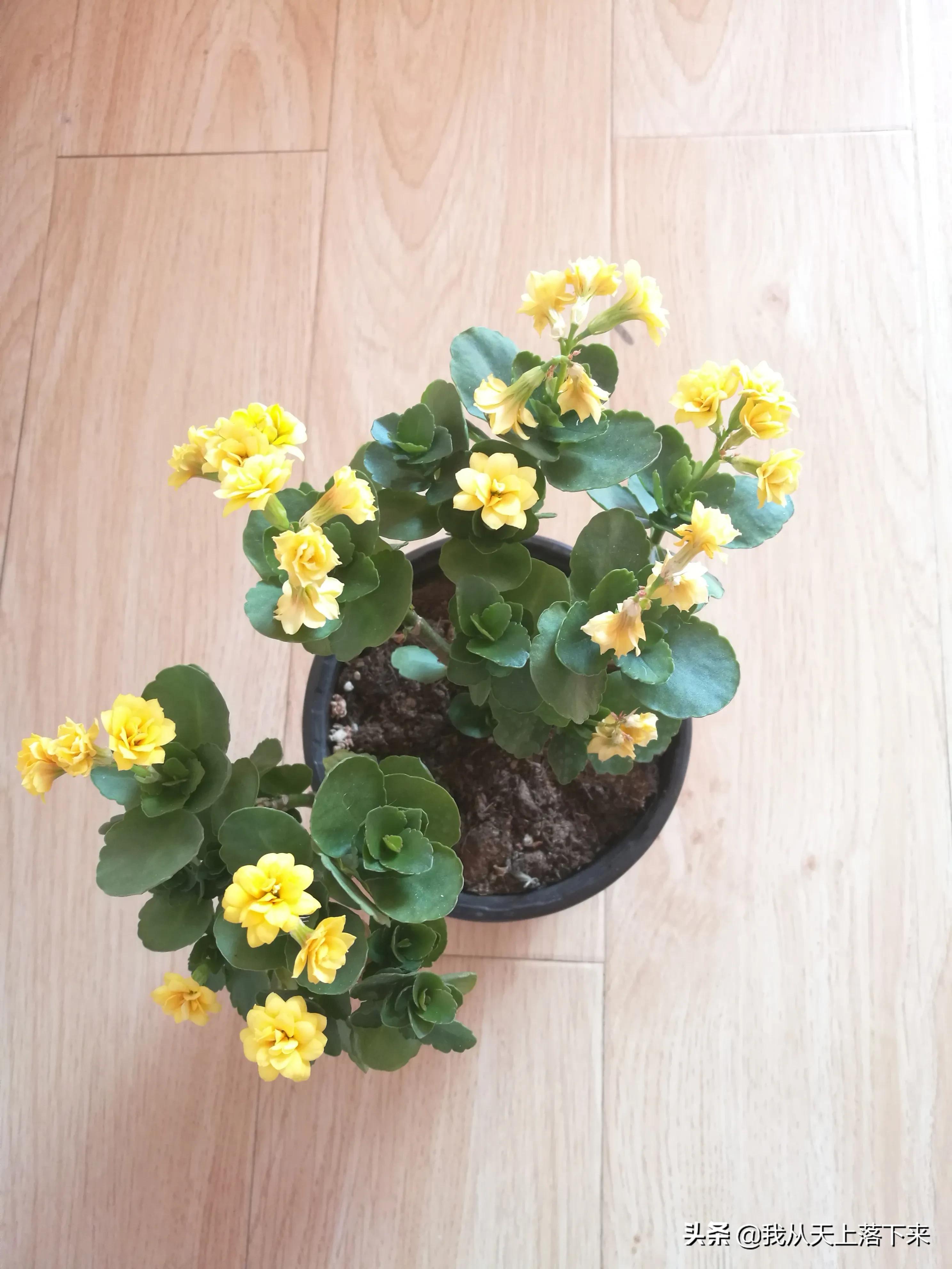 100张花朵美图,100张花图片大全