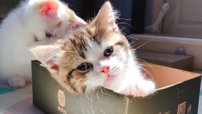 猫咪体外除虫会不会在家里,给猫咪洗澡能杀死跳蚤吗