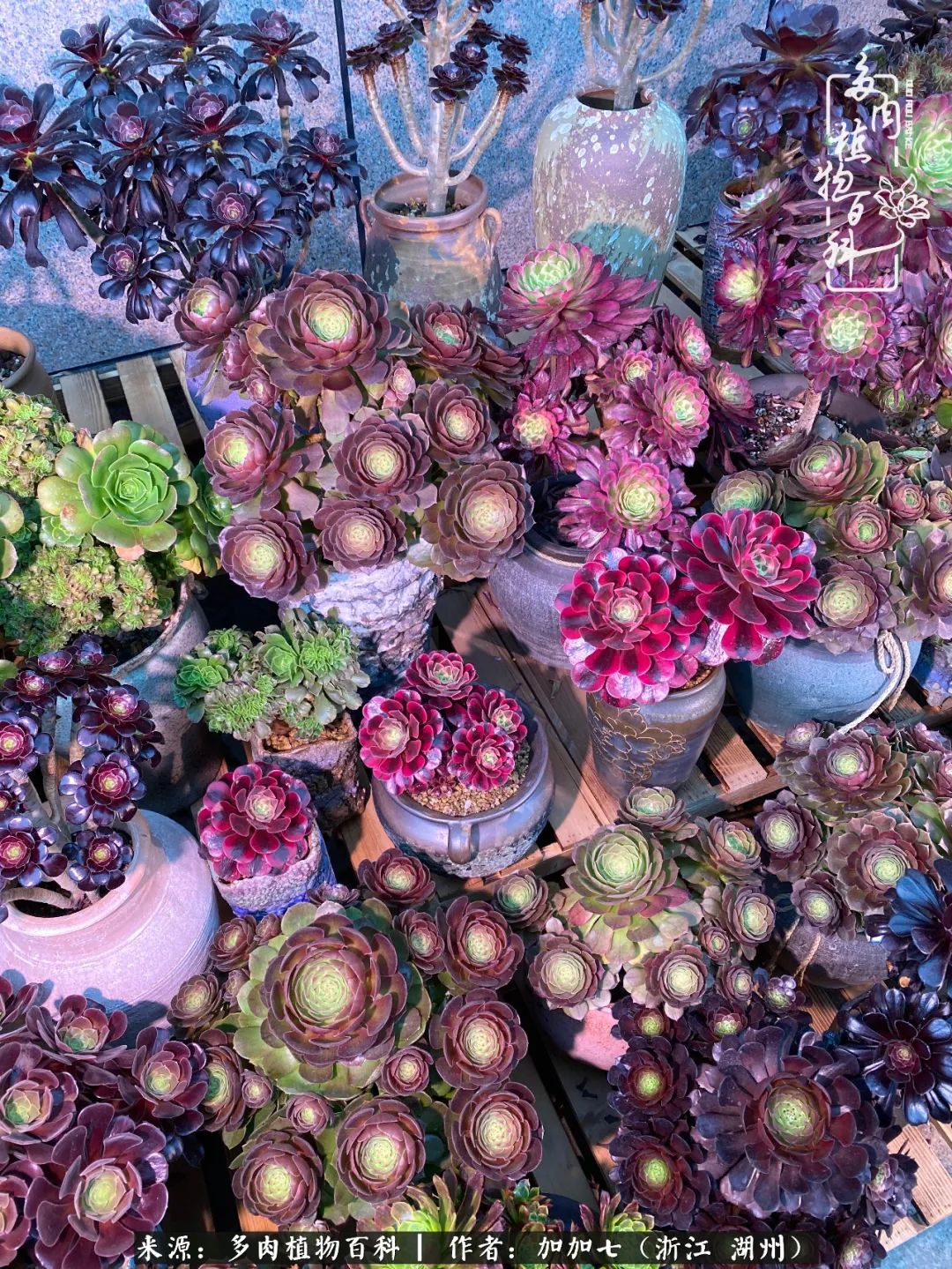 没根的法师夏天怎么养,五法师阵容