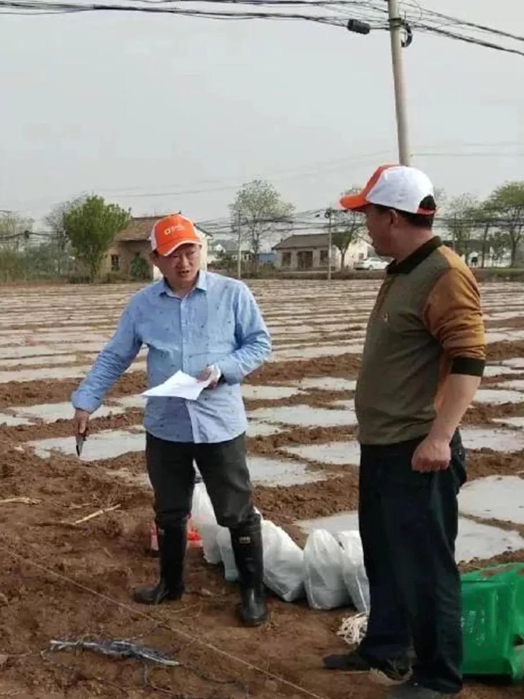 正大种业有哪几个,正大种业县级代理商