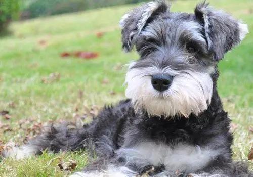 狗狗颈部有个包块是正常的吗,狗狗下巴有肿块用什么药治疗