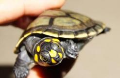 黄头龟如何养,黄头侧颈龟怎么养鱼缸里