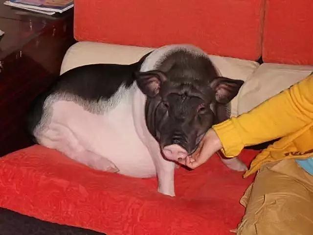 女子花了1100买猪,女子花1000元买了一只狗