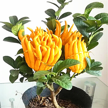 佛手盆栽第二年还会长果实吗,佛手盆栽一年结几次果